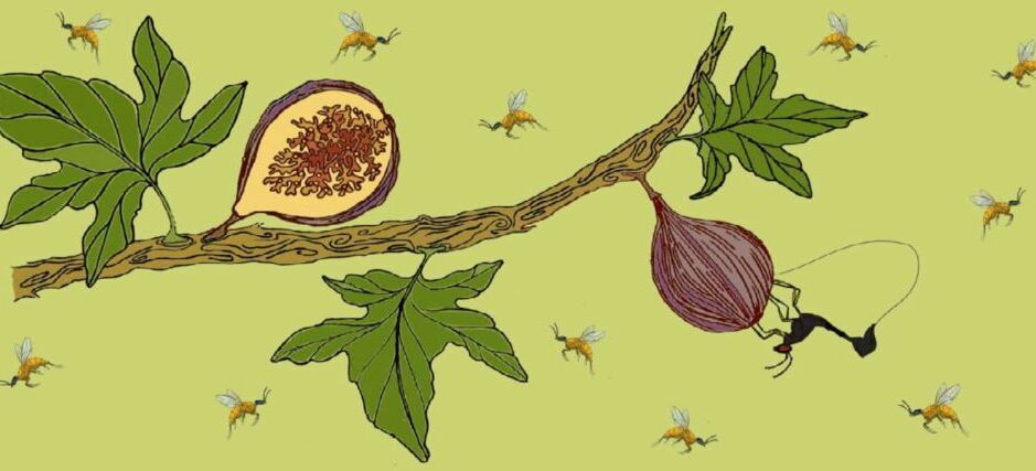 Figs bannerimage