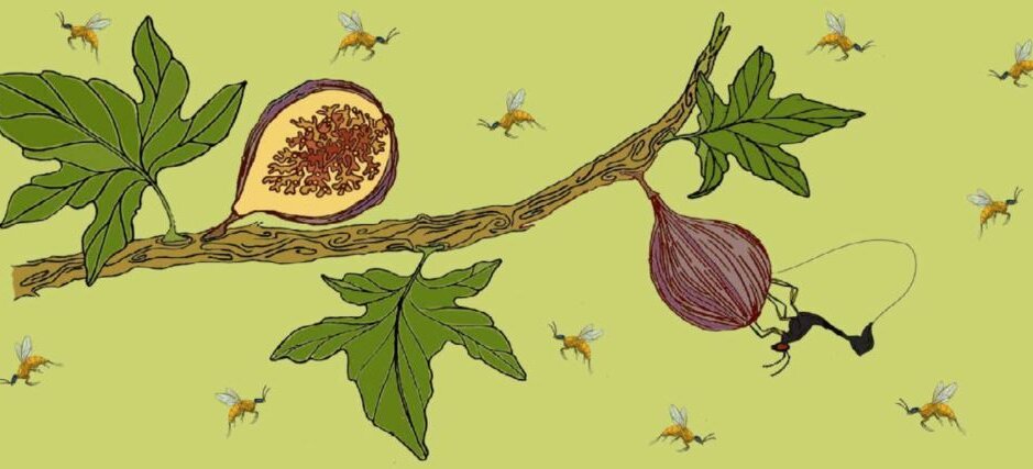 Figs bannerimage