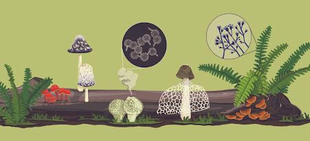 Fungi banner image