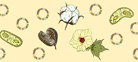 Cotton banner images