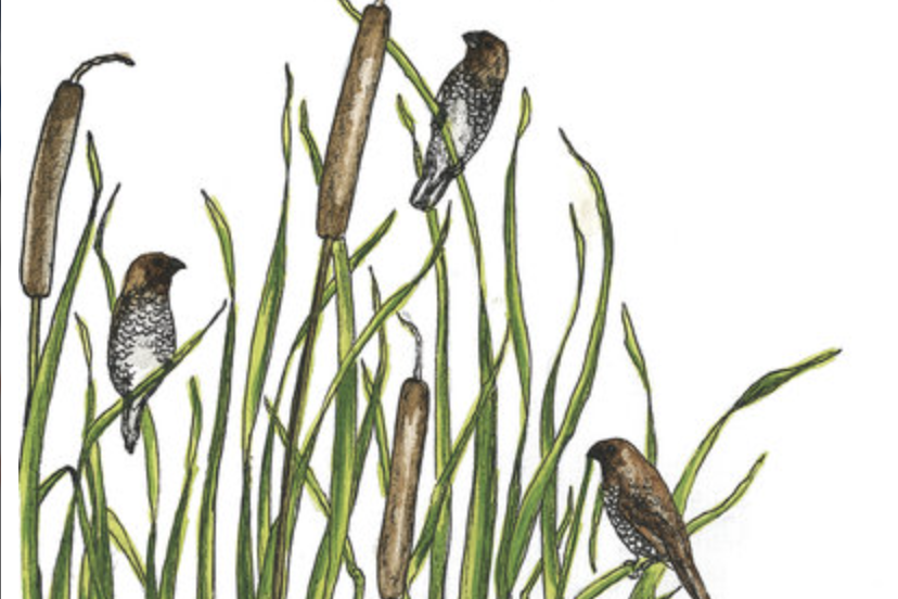 Copy of Wetlands Wildlife in a City Pond Pratham
