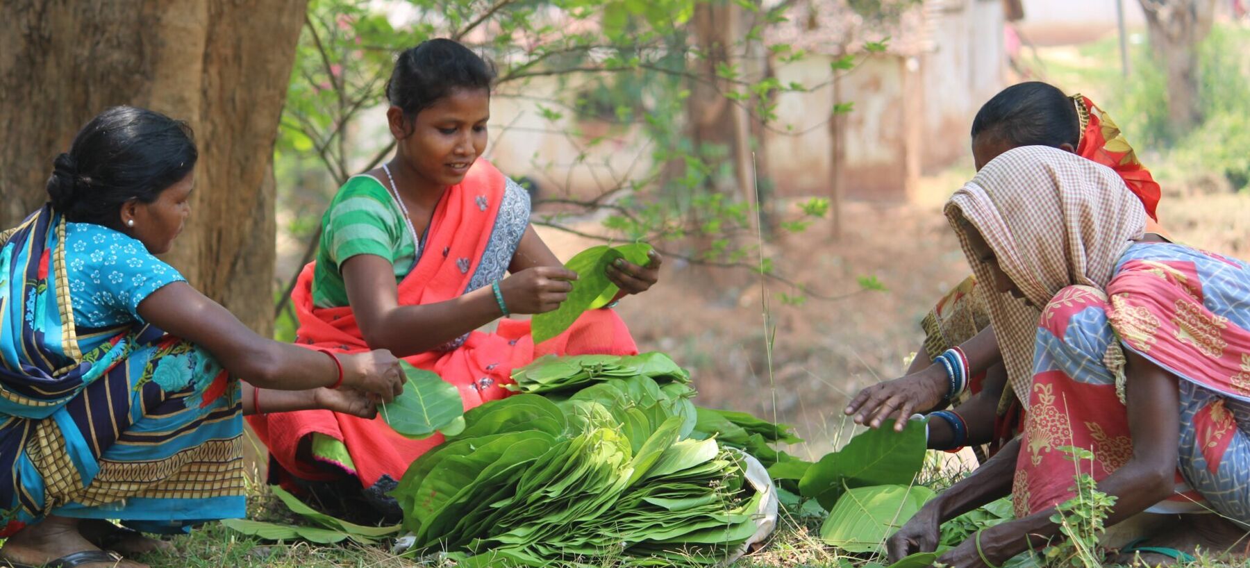 Community ladies doing leaf cutting work