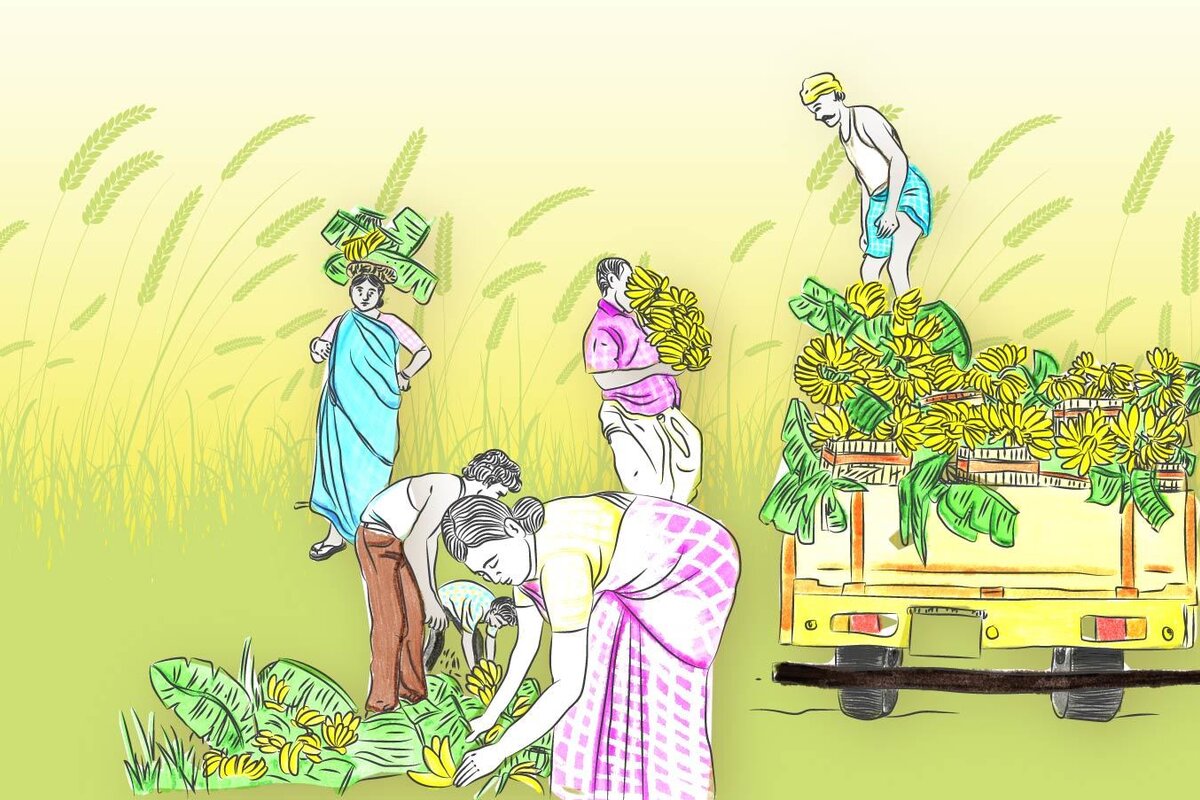 Farmer Producer Companies Report Azim Premji University