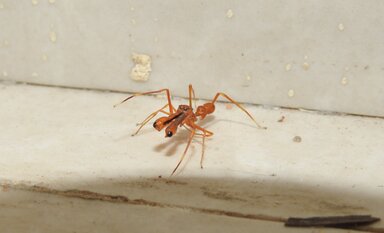 Biology Research: The curious case of the ant-mimicking spider - Azim ...