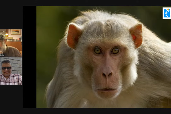 Monkey in the mirror