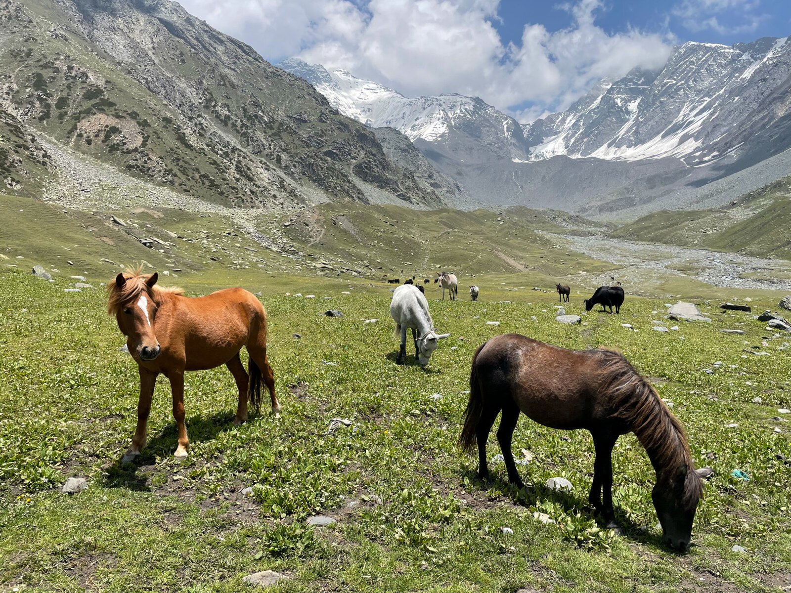 Budhil Tanya Chandel 032 Biodiversity 032