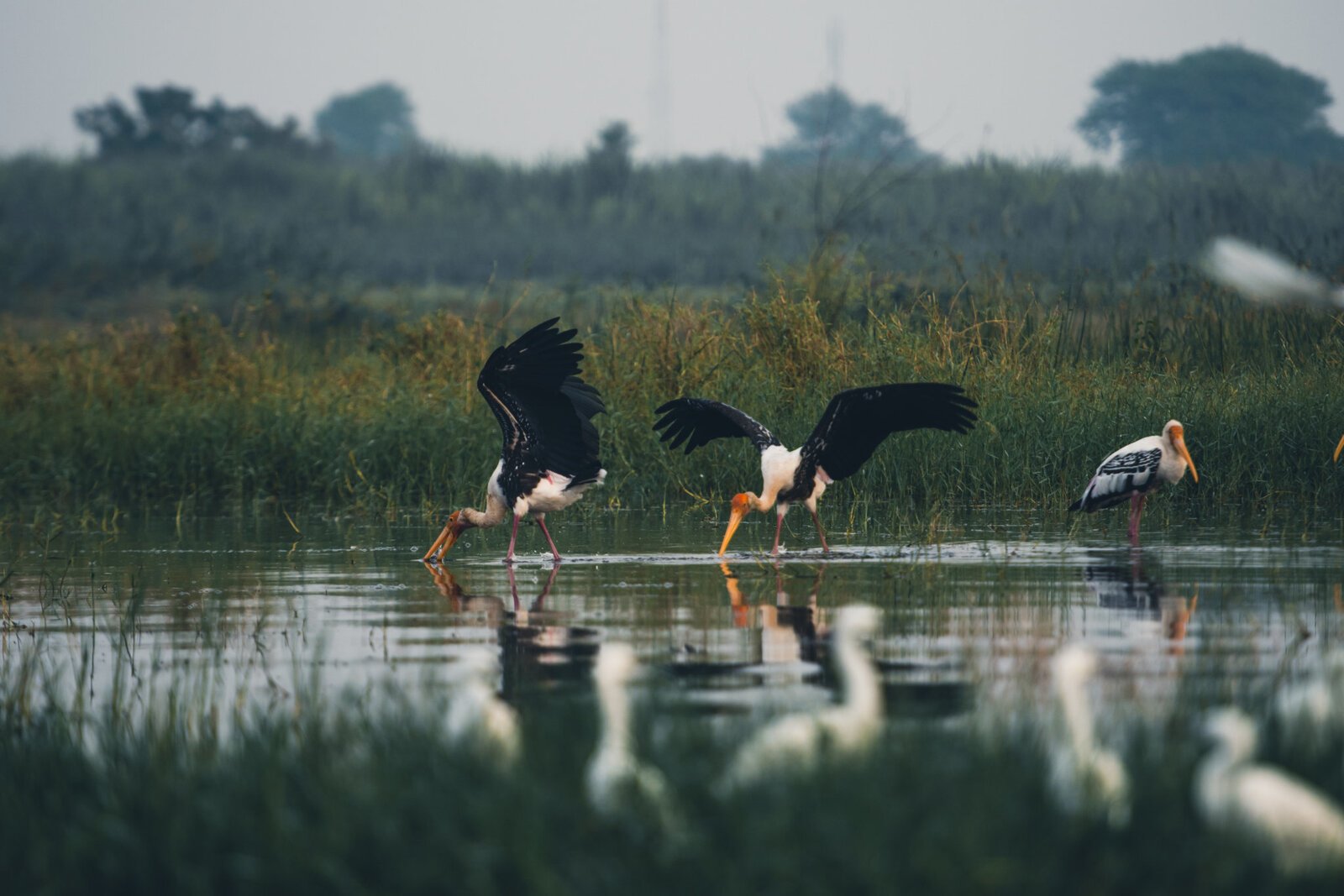 Mula River Nandan 049 Painted Storks