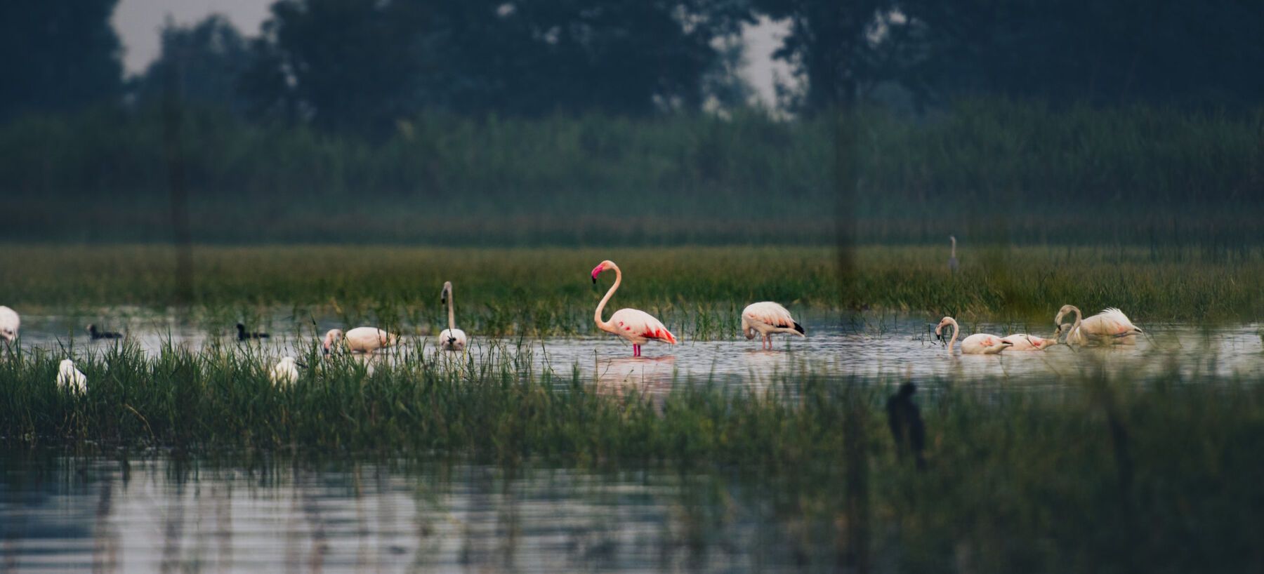 Mula River Nandan 053 Flamingoooo