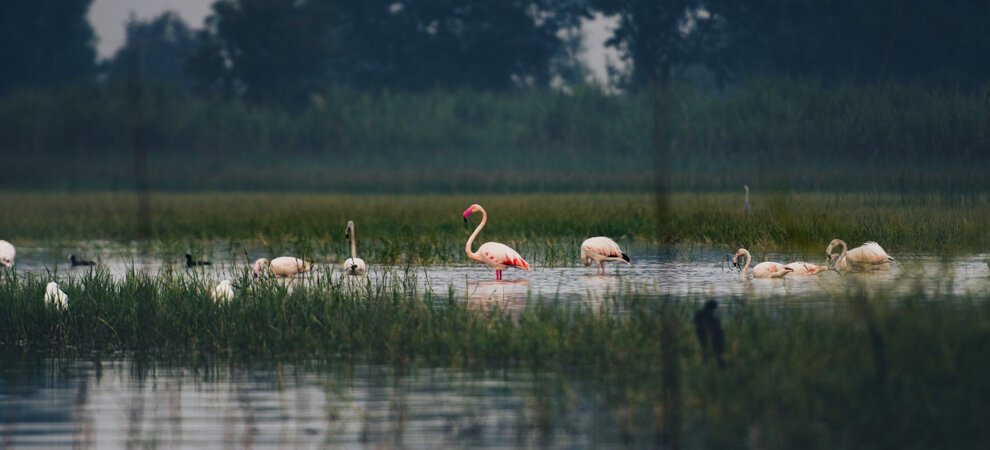 Mula River Nandan 053 Flamingoooo