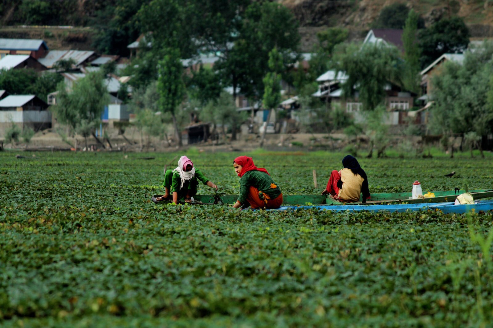 Wular Lake Muzamil Bhat 010