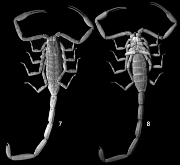 Scorpion 1