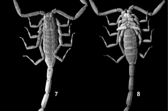Scorpion 1