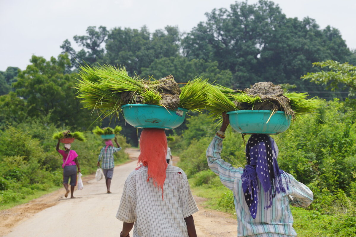 Farming_ 1