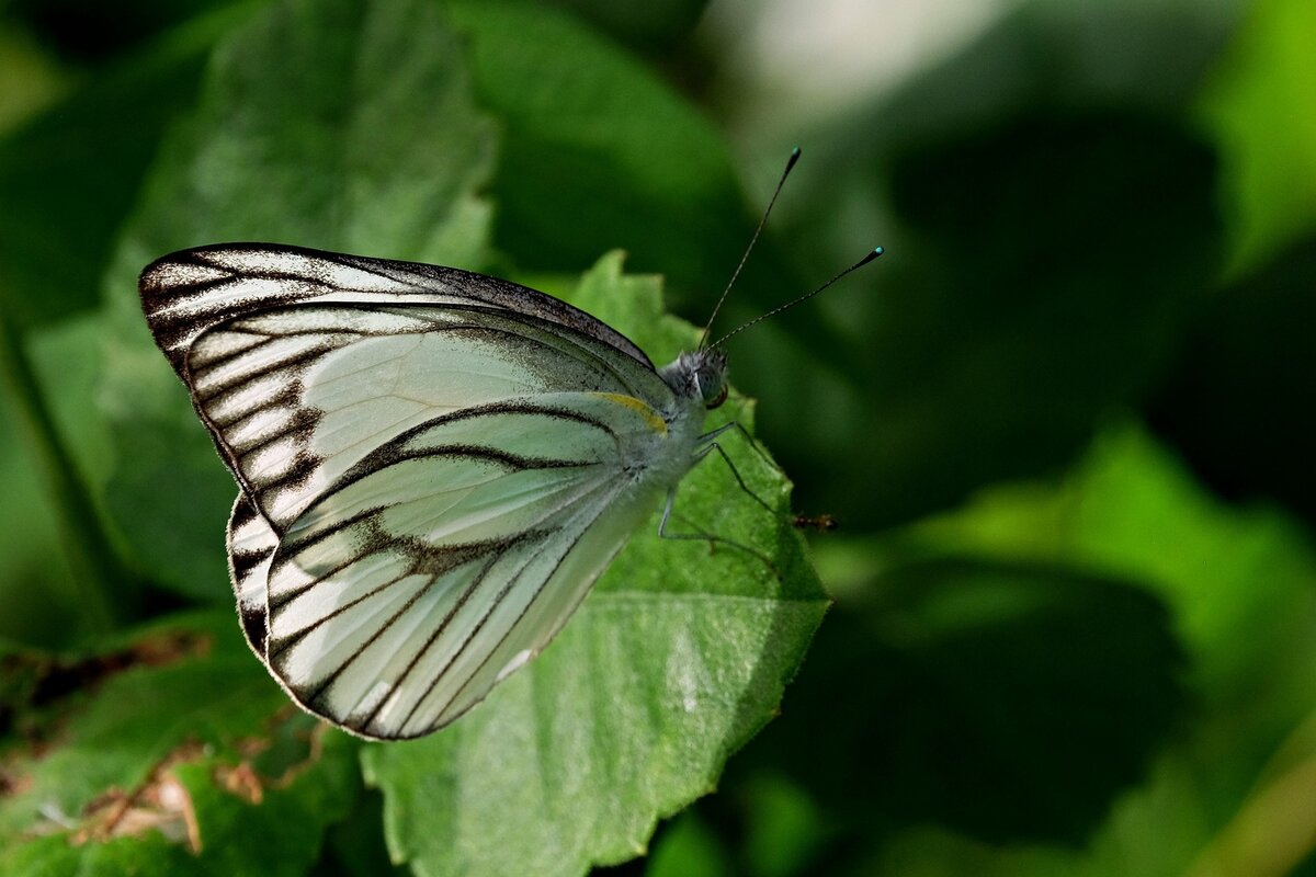 Butterfly g79fb06ee8 1920