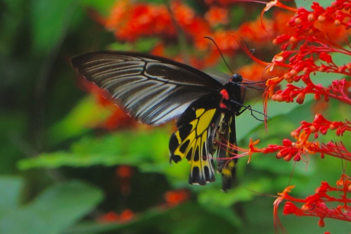 Nature in Focus Aadya