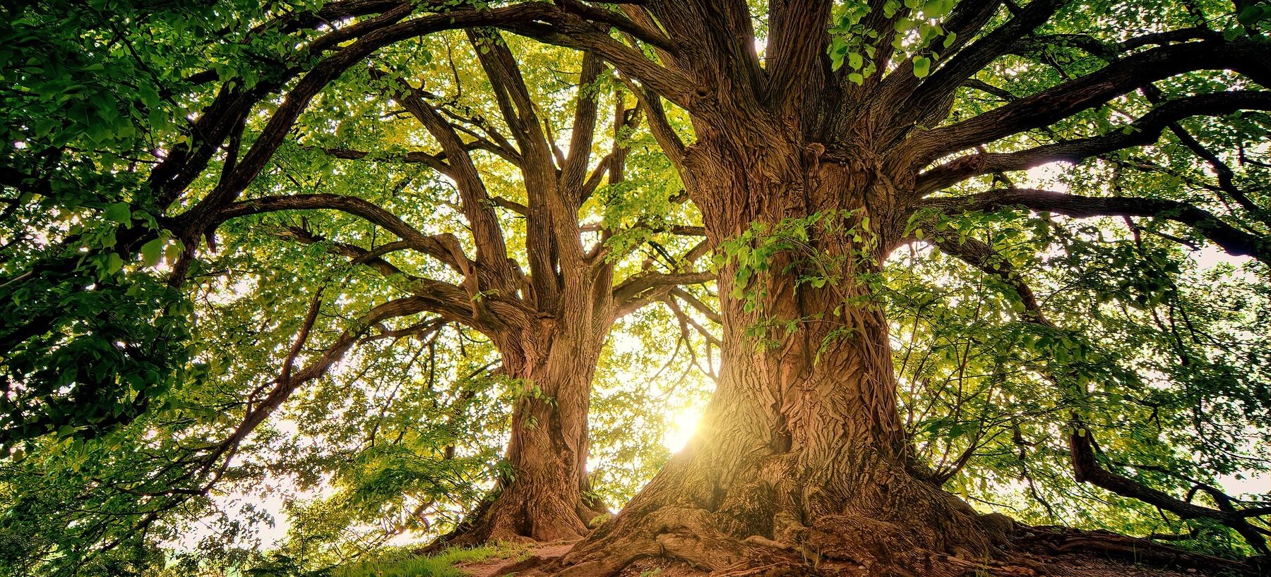 Pixabay_Trees g7d907a9a9 1920