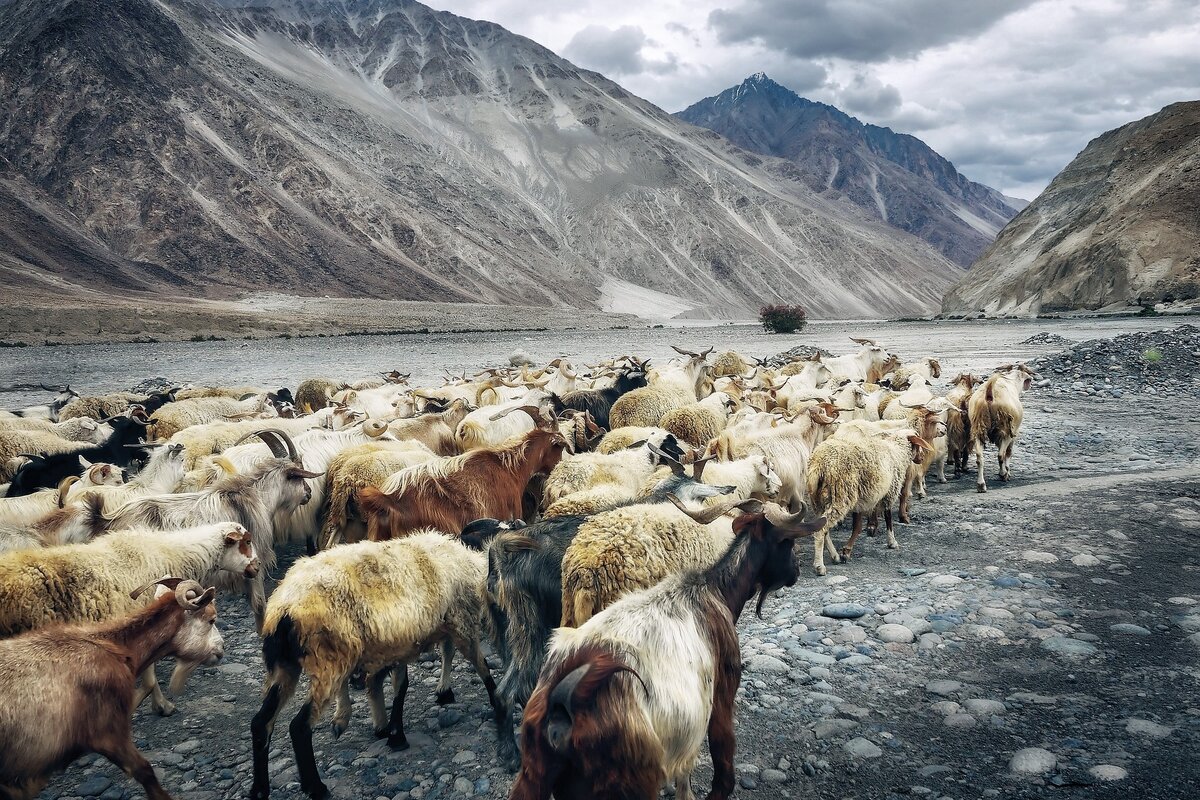 Goats ga51f76051 1920