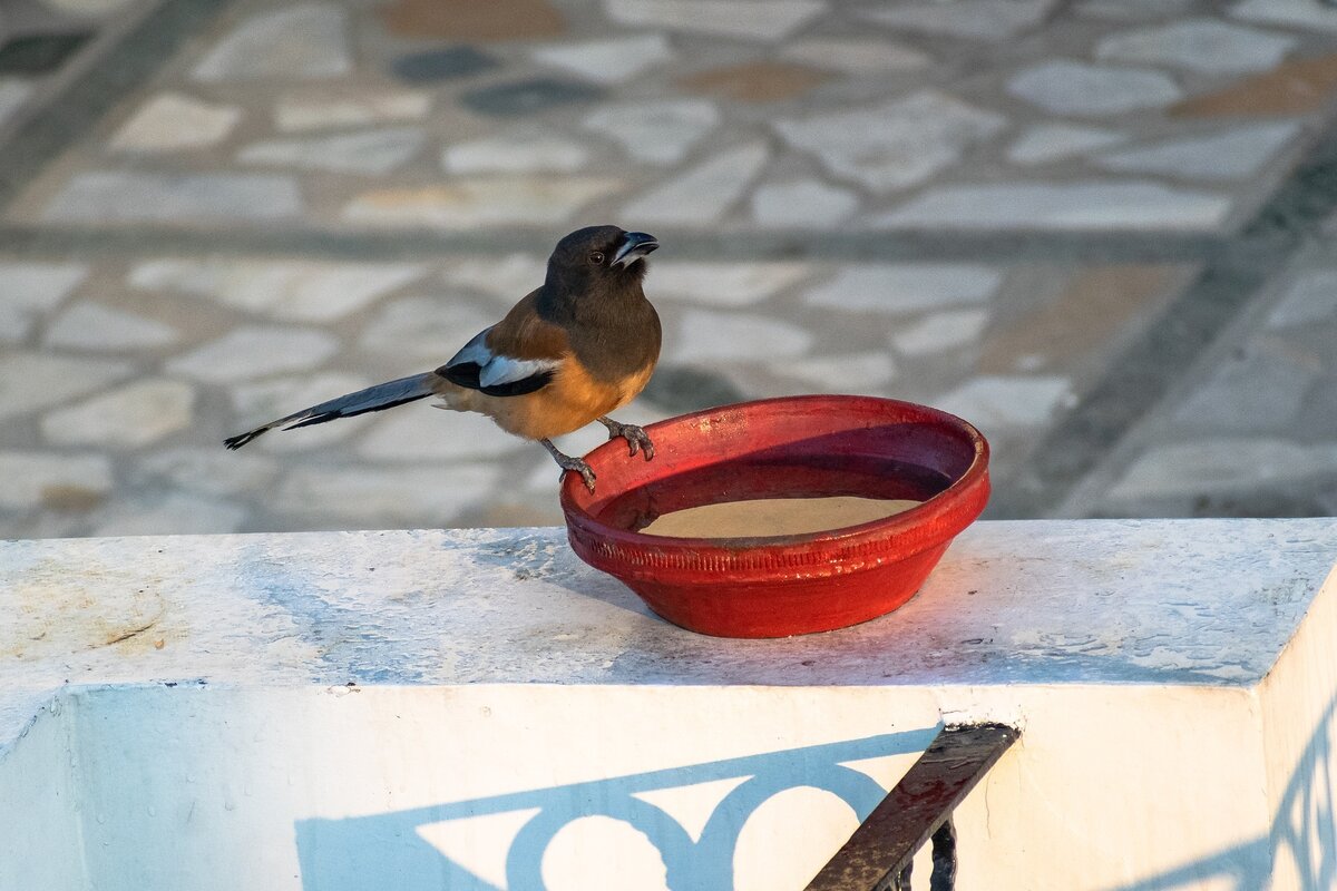 Rufous treepie g66e96615d 1920