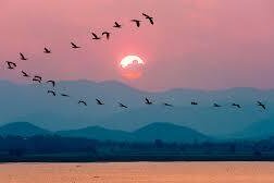 Bird Migration