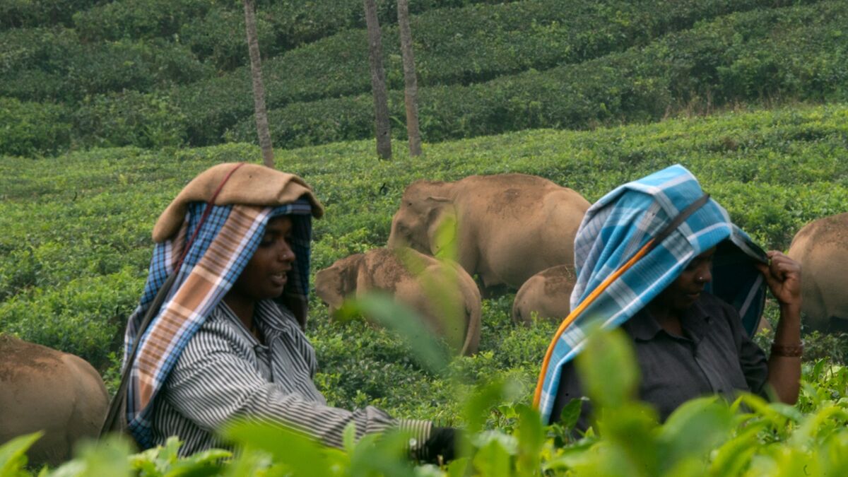 Tea pluckers at work as a herd of elephants passes behind them in a Valparai estate Credit M Ananda Kumar
