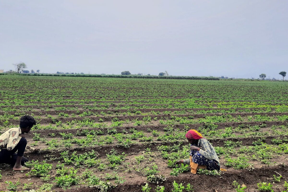 Bhagiya workers working on a farm in Rajkot