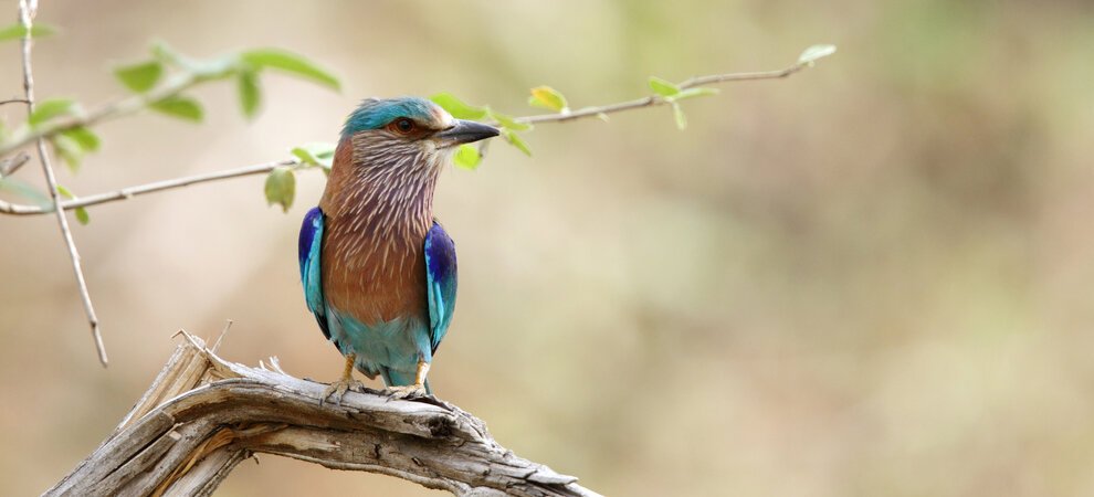 Shutterstock 236746582