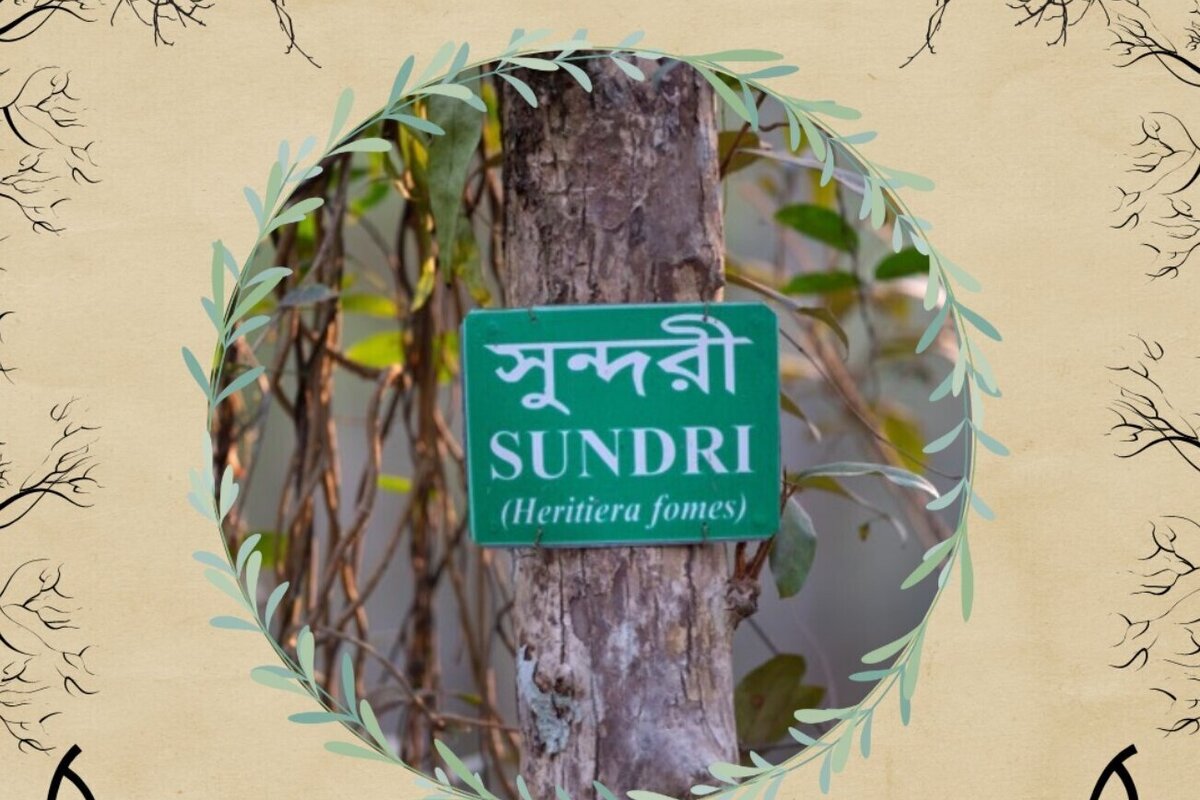 Sundari Trees Feature Article