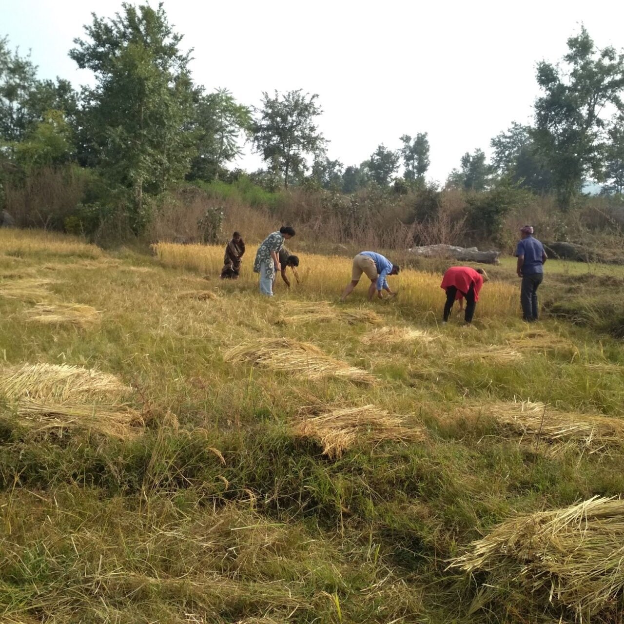 Field 1