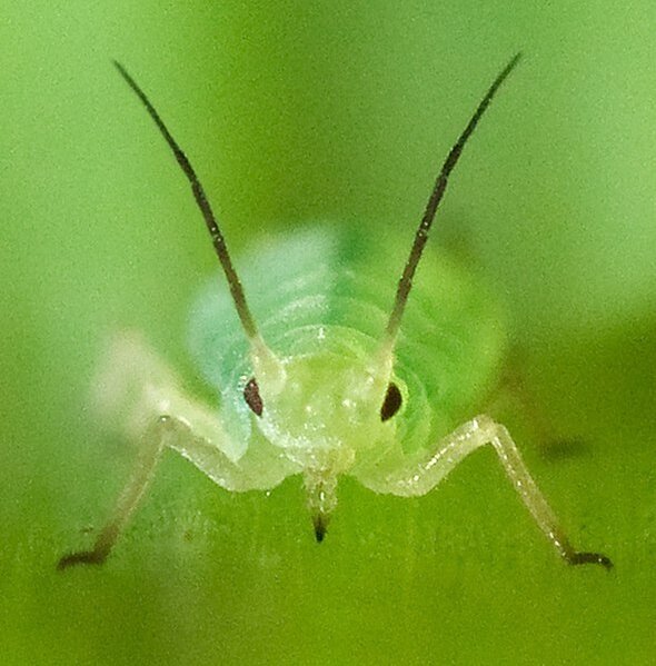 590px Schizaphis graminum usda cropped