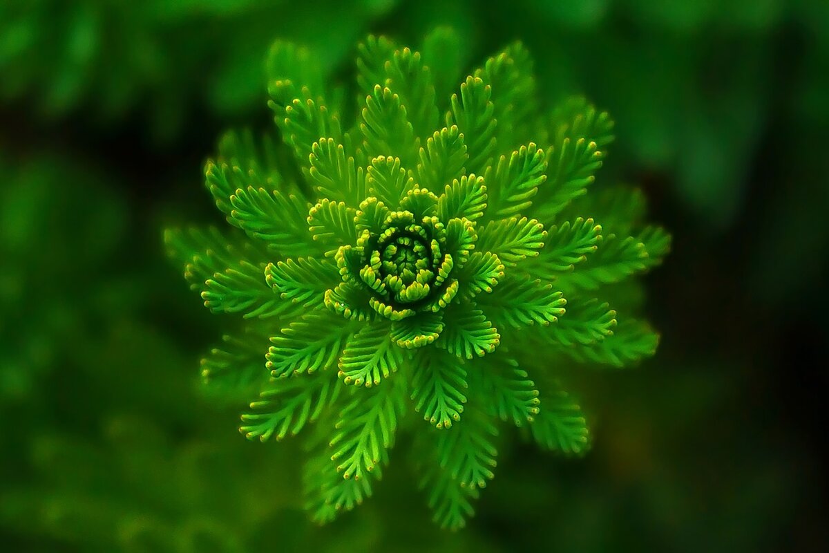 Fern_Pixabay