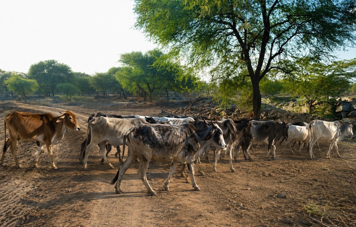 Cattle in a Charagah