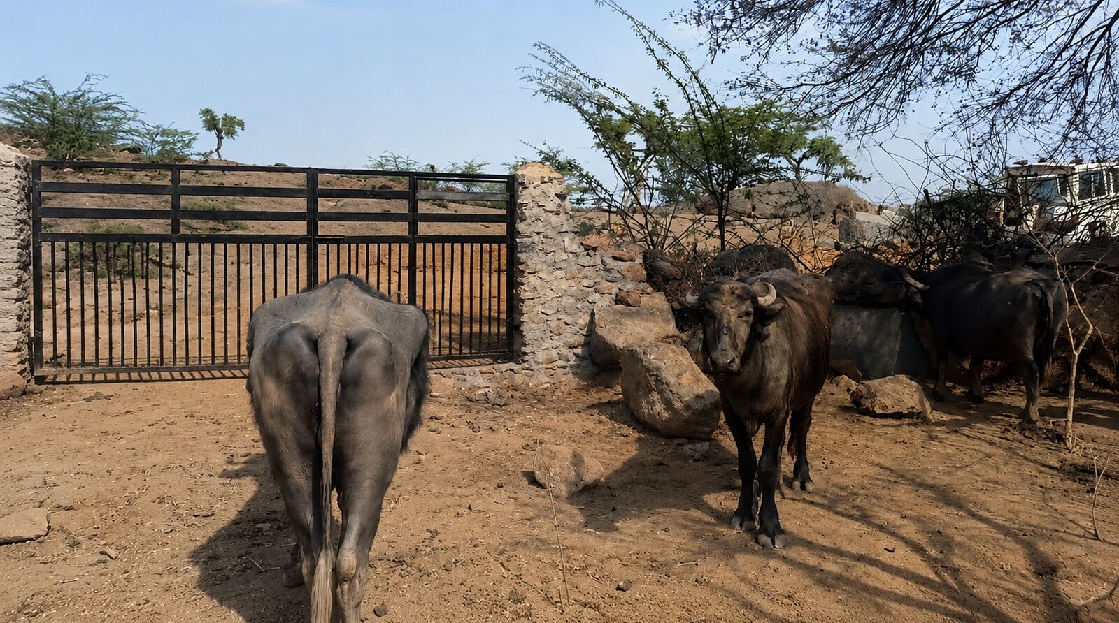 Richi Ka Badiya Gated Charagah Buffaloes 1