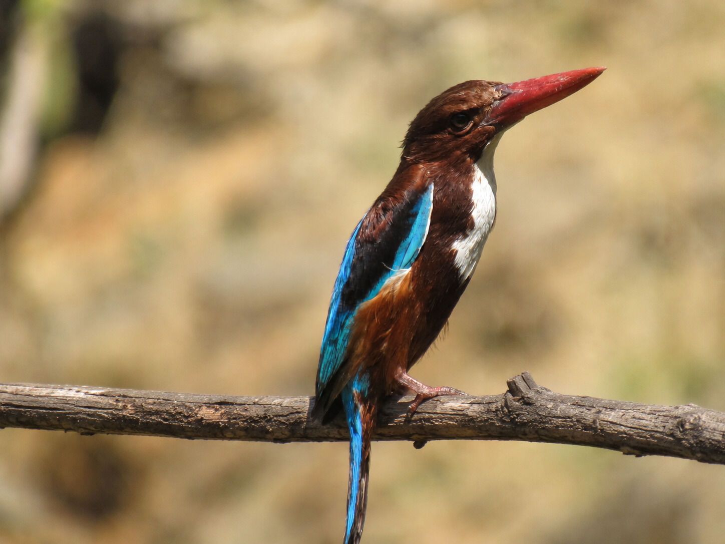 Bird 6