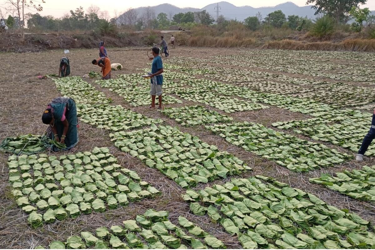 Drying of Kendu Leaves in Phadi