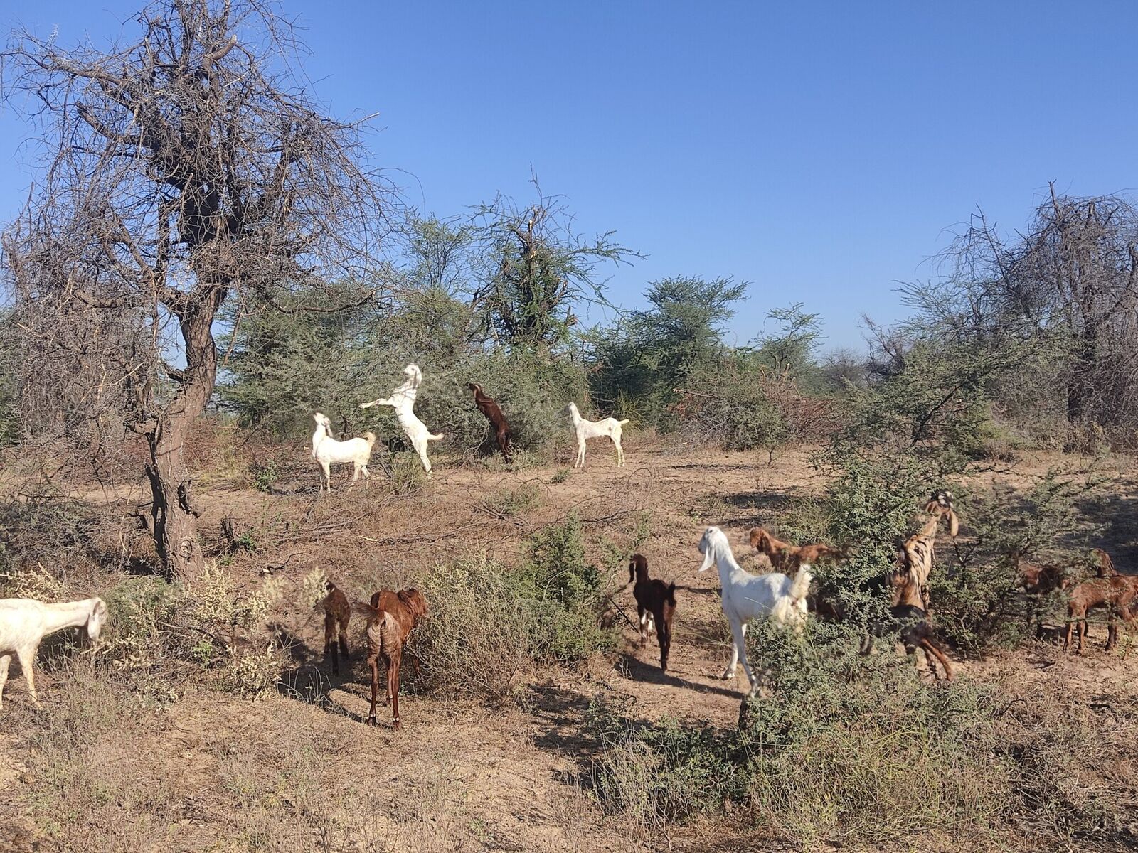 Common Grazing Ground 2 Shaurabh