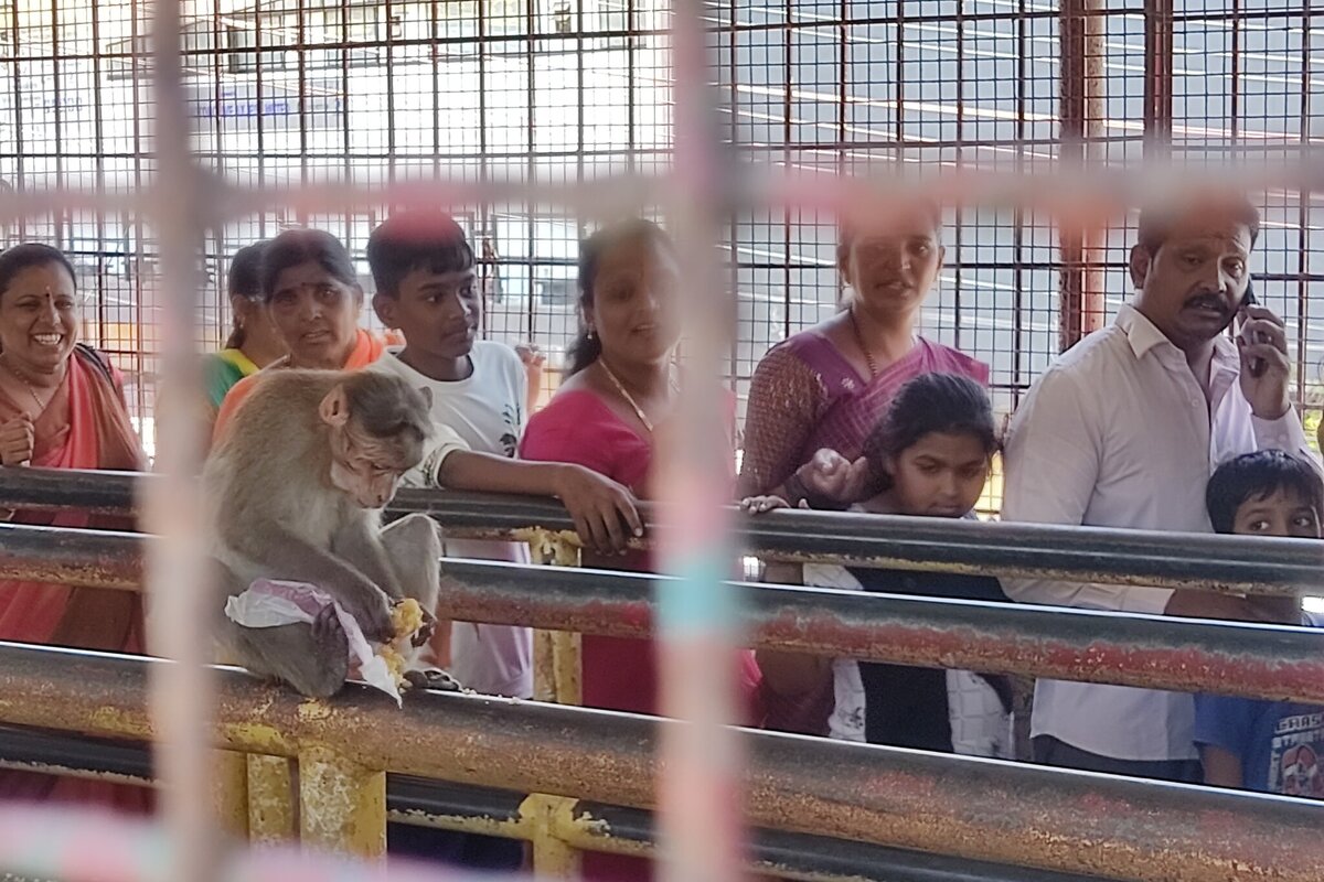 Temple monkey 2