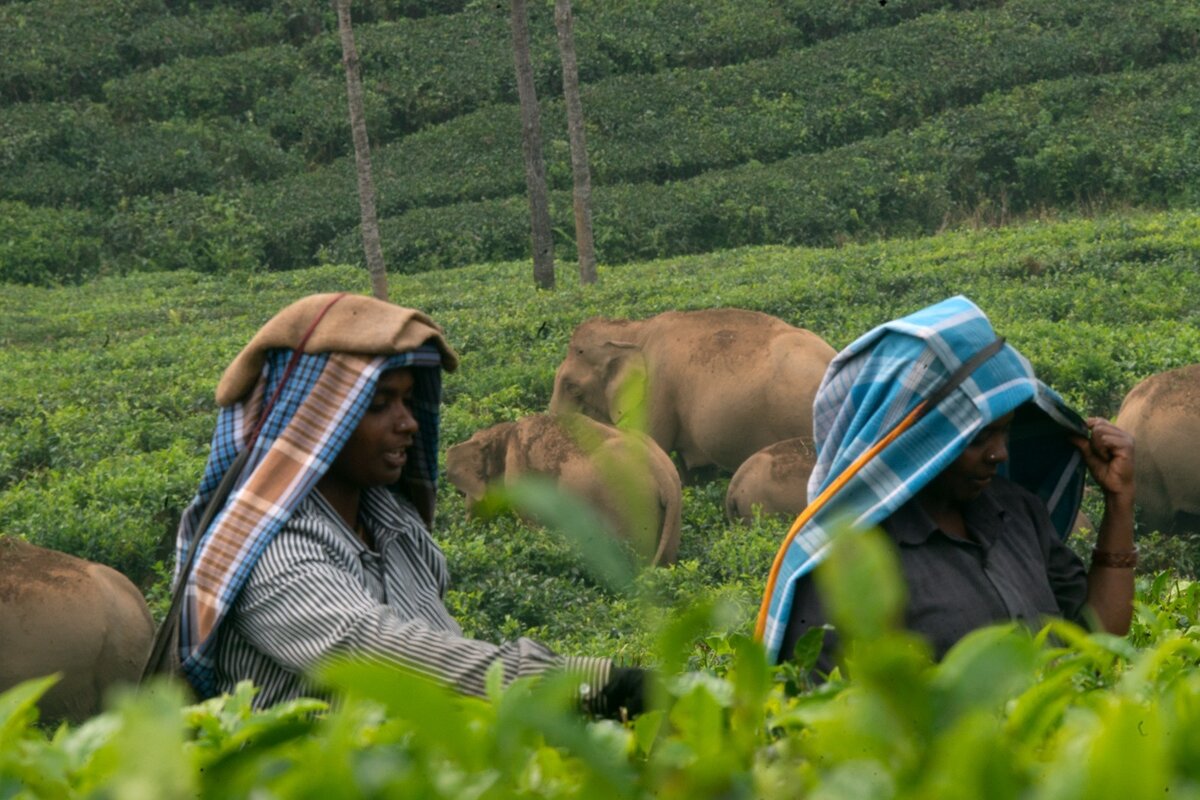 Tea pluckers at work as a herd of elephants passes behind them in a Valparai estate Credit M Ananda Kumar
