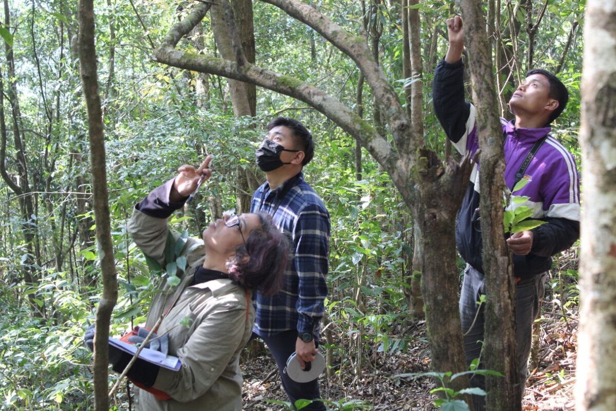 Priya forest