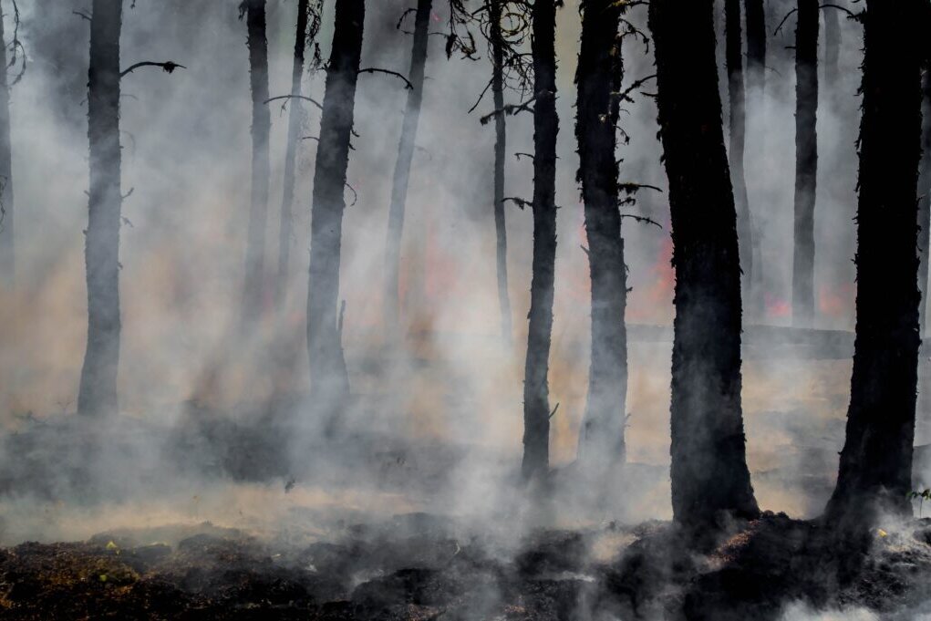 Peatland Restoration in Indonesia 1024x681
