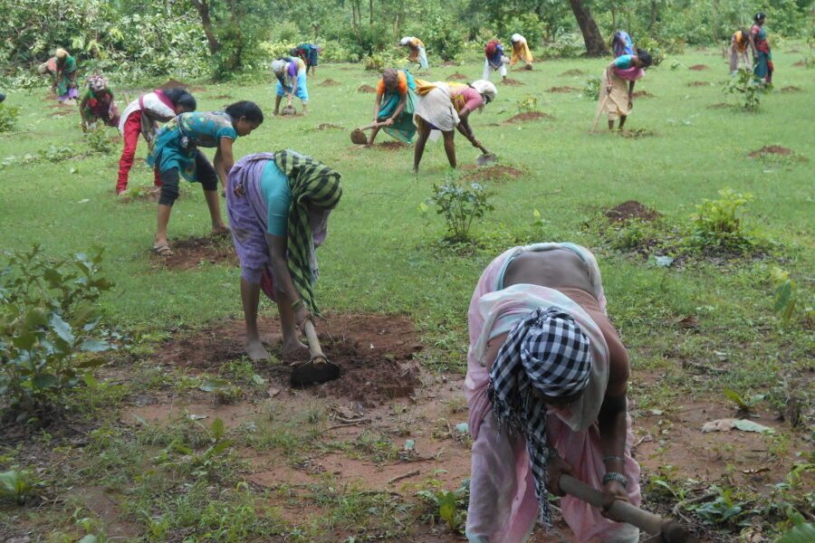 Cultivation of plants and trees underway 900x675