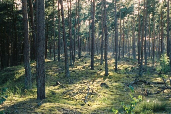 Forest 685x1024