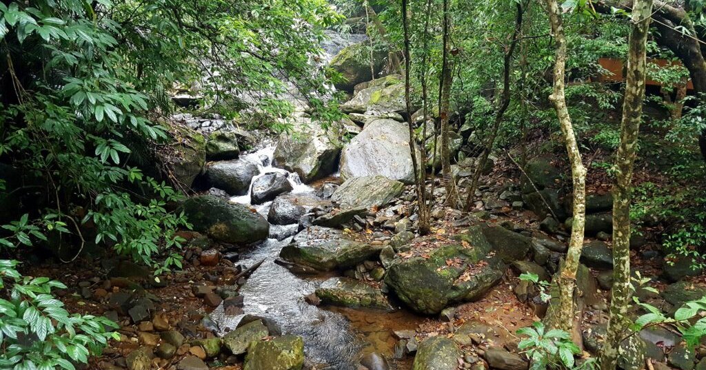 The Road so Far: Forest Rights Act and Constitutionality - Azim Premji ...