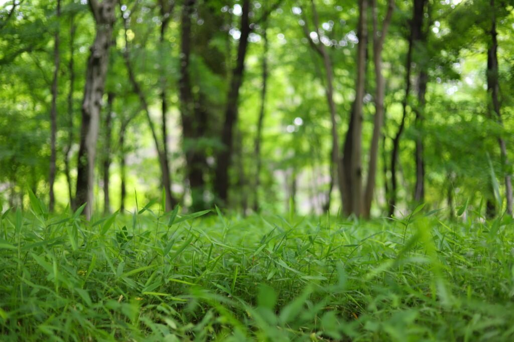 Forest 1024x683