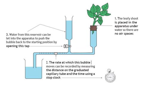 Science Education: ﻿How to make a simple low-cost potometer to ...