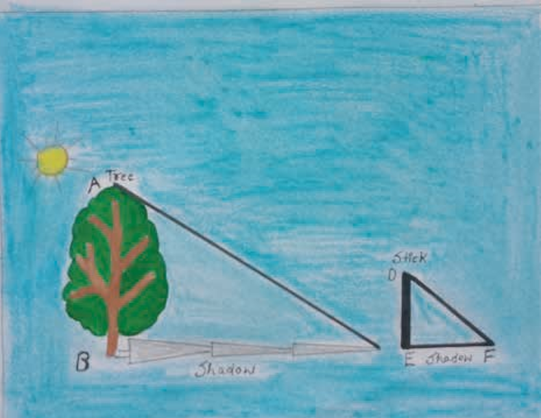 At Ri A issue 8 nov 2020 the height of a tree Picture1