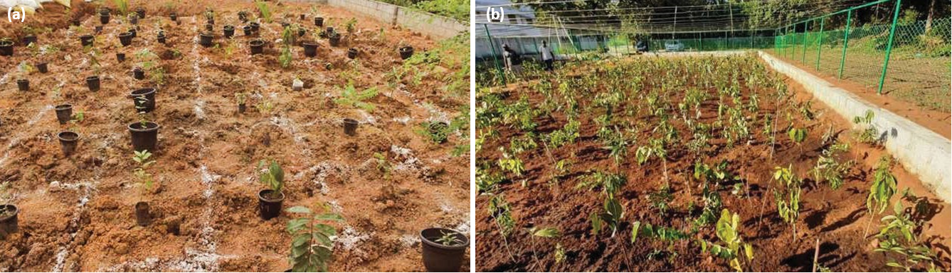 I wonder issue7 dec2021 growing a forest fig 2