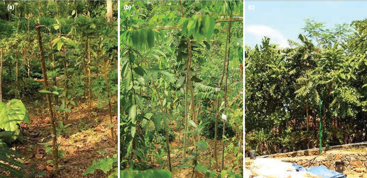 I wonder issue7 dec 2021 growing a forest fig 4