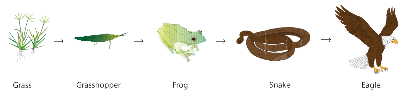 I wonder teaching food relation fig 1
