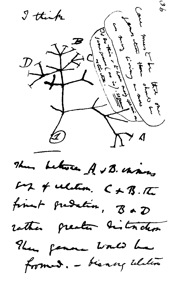 I wonder issue 1 aug 2018 fig 5 a Darwin tree
