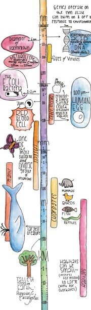 I wonder issue 1 Aug 2018 the exploration of biology through art fig 3b
